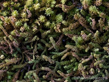 Plant form with dry leaves